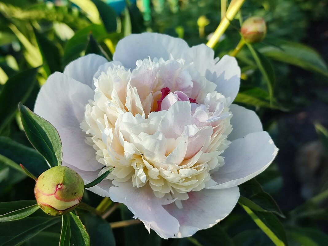 Пион - Валентина Богатко Пион - Валентина Богатко