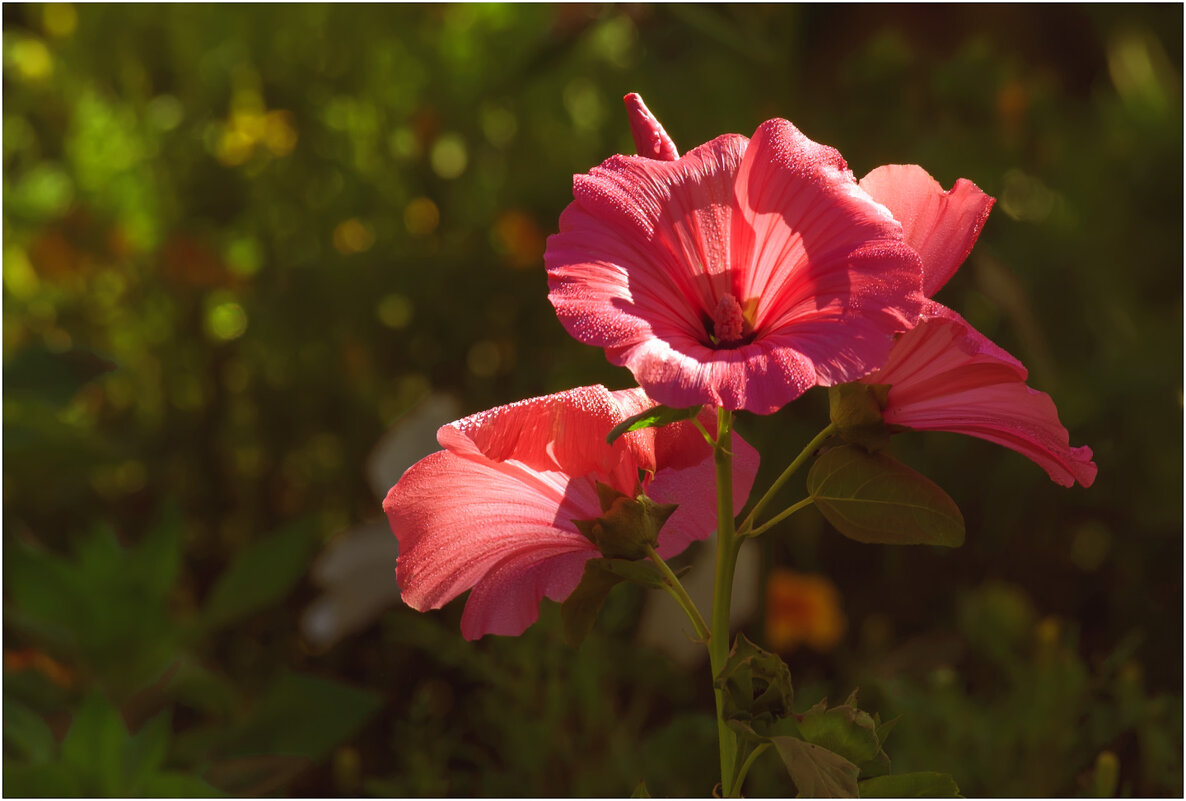 Дачные - Валентин Котляров