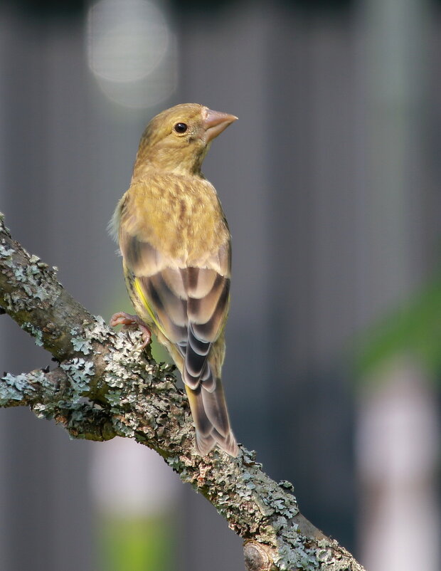 одинокая зеленушка... - Andrey Bragin 