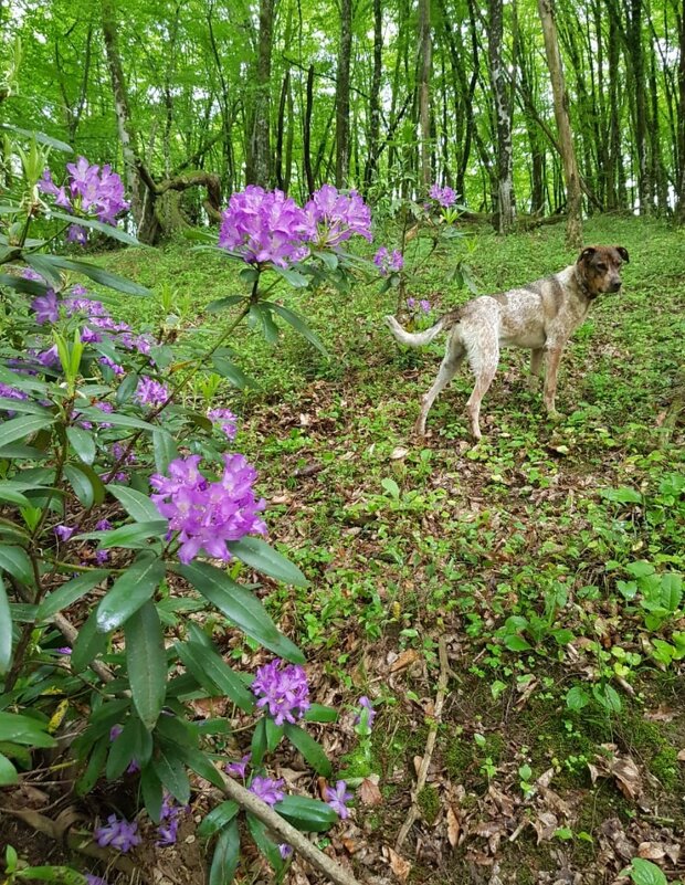 Бади на прогулке - Tata Wolf