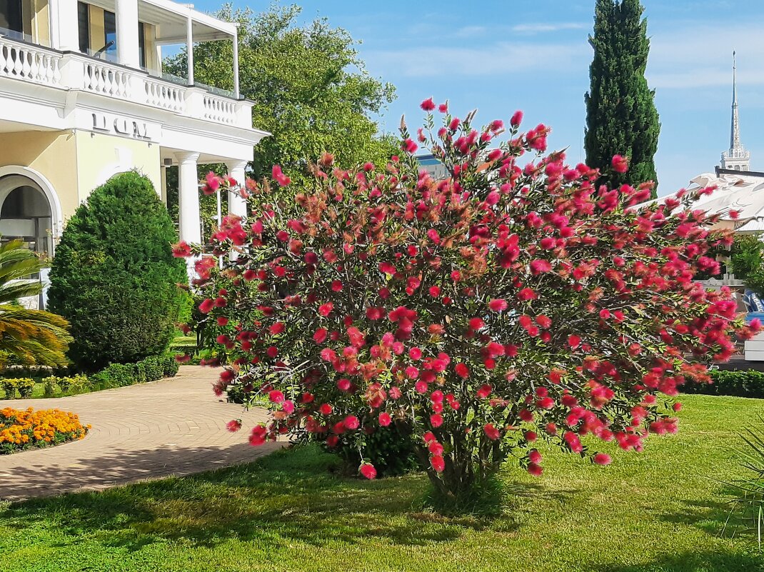 Сочи - Tata Wolf Сочи - Tata Wolf