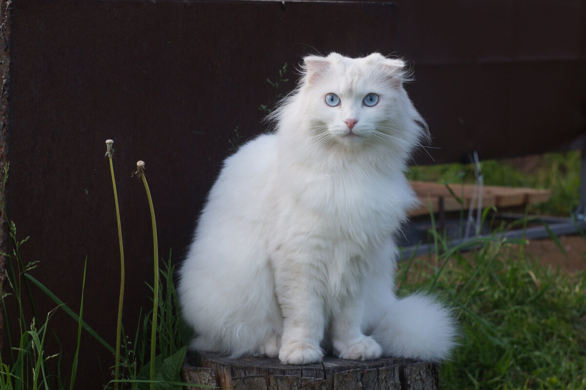 Портрет кошки в саду - Сергей Ц Портрет кошки в саду - Сергей Ц