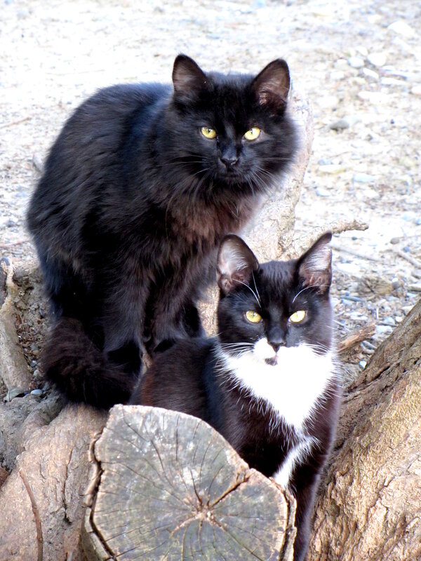Семья - Валерий Семья - Валерий