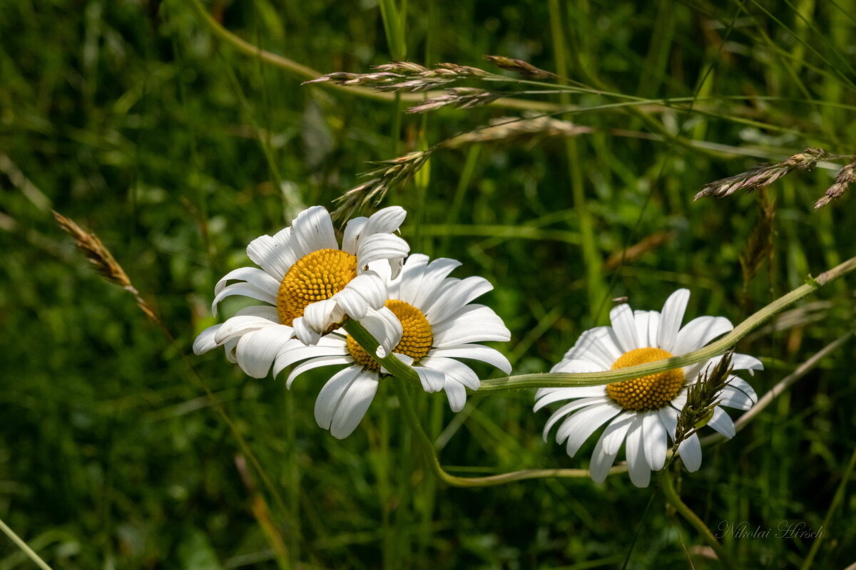 Самые родные... - Николай Гирш Самые родные... - Николай Гирш