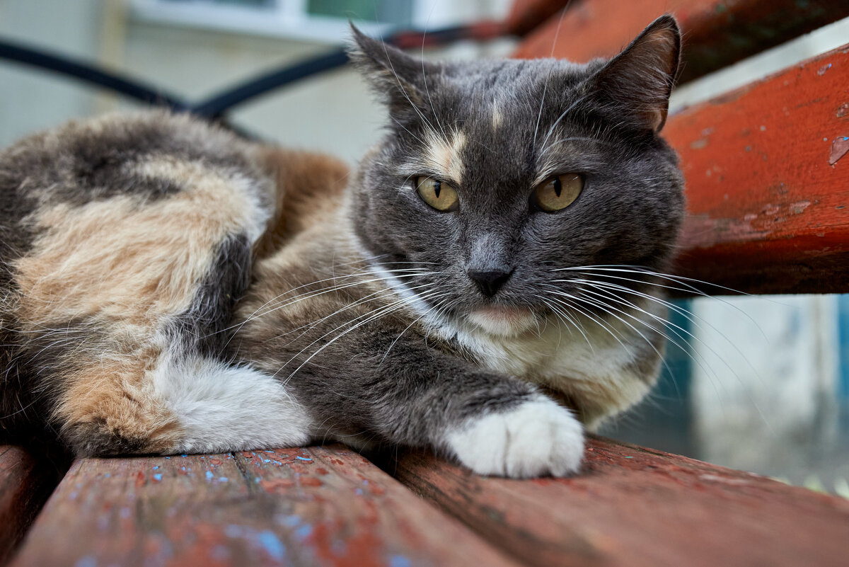 нюшка на лавке - Александр Леонов