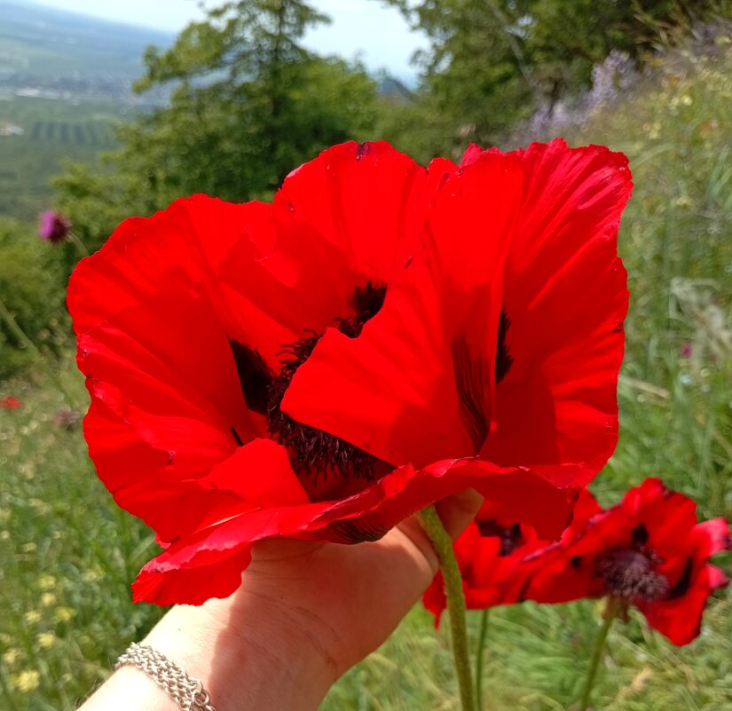 Реликтовый мак - Екатерина Филипенко