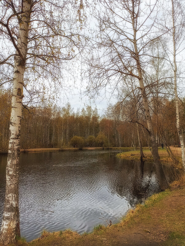 Парк Сосновка.Весенний пейзаж. - Лилия *