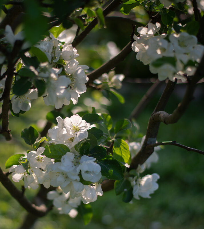 Яблони цвет - Павел Харлин Яблони цвет - Павел Харлин