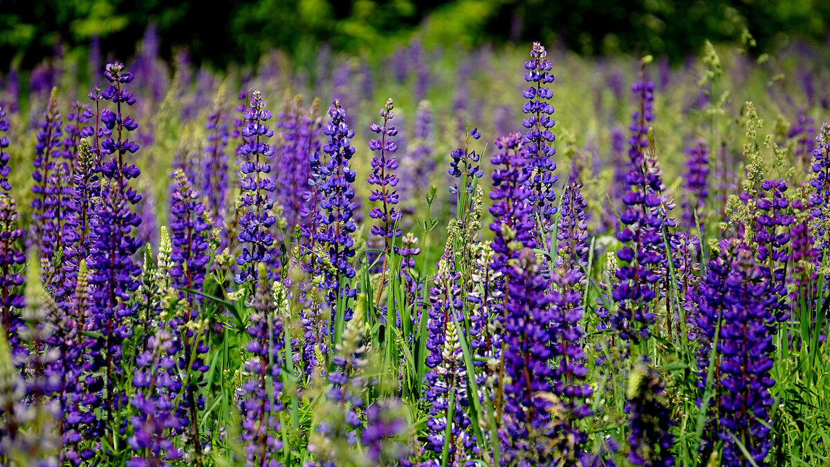 из снятого сегодня 8 - Александр Прокудин из снятого сегодня 8 - Александр Прокудин