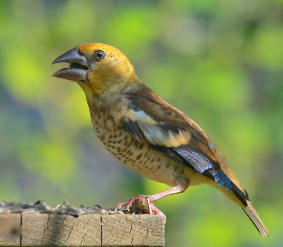 на кормушке - Andrey Bragin на кормушке - Andrey Bragin