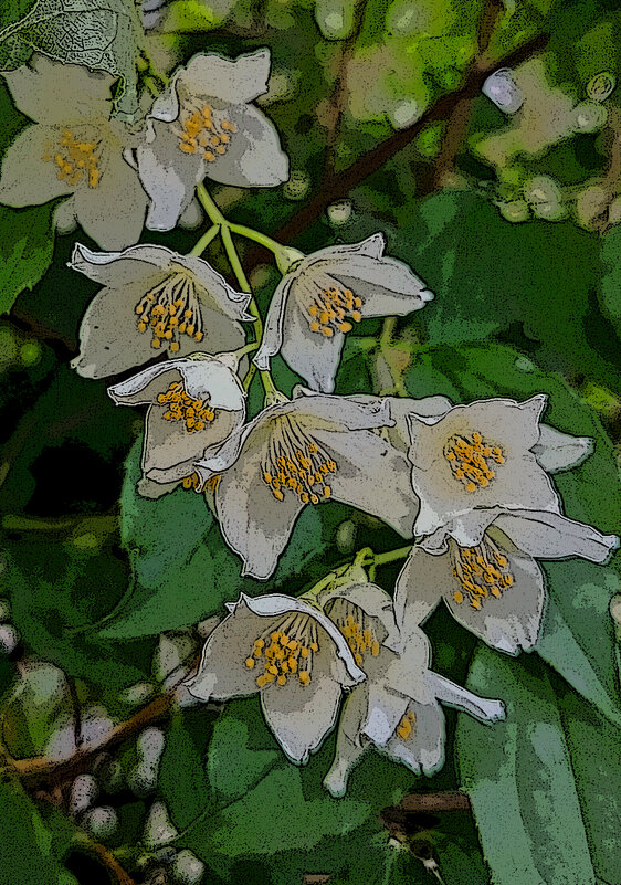 Жасмин у дома! - Валентина  Нефёдова 