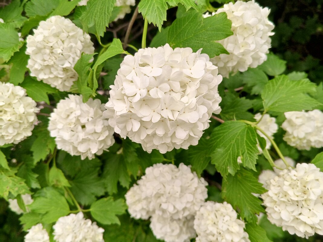 Калина - Сапсан 