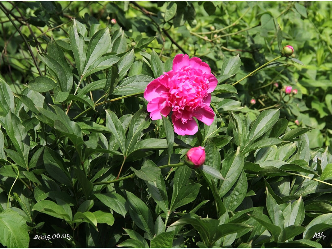*** - Роланд Дубровский *** - Роланд Дубровский