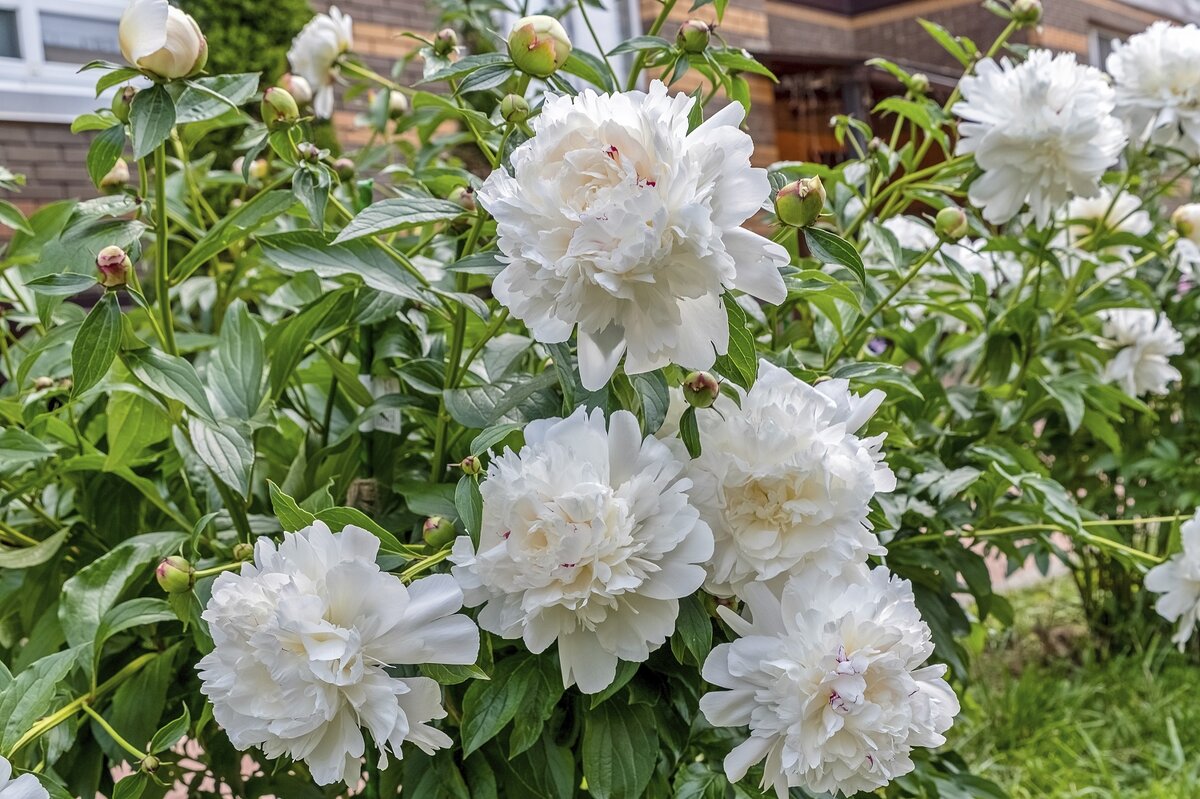 Время пионов - Валерий Иванович Время пионов - Валерий Иванович