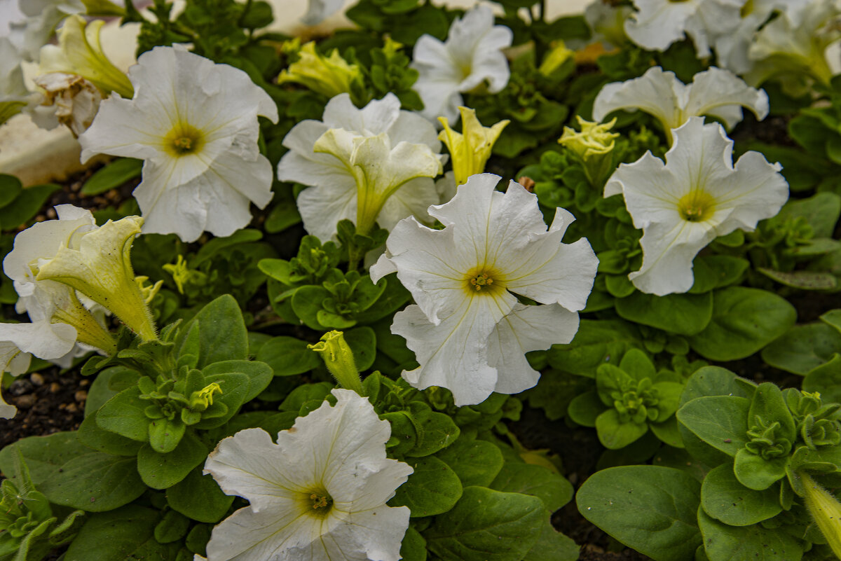 Петуния - Анатолий Чикчирный