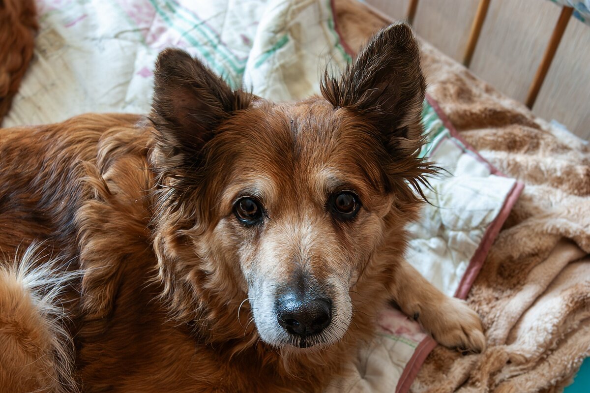 Хозяин, я полежу на твоей кровати? - Игорь Сикорский Хозяин, я полежу на твоей кровати? - Игорь Сикорский