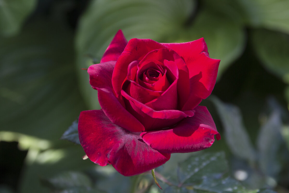 Бархатная роза - Валентин Семчишин Бархатная роза - Валентин Семчишин