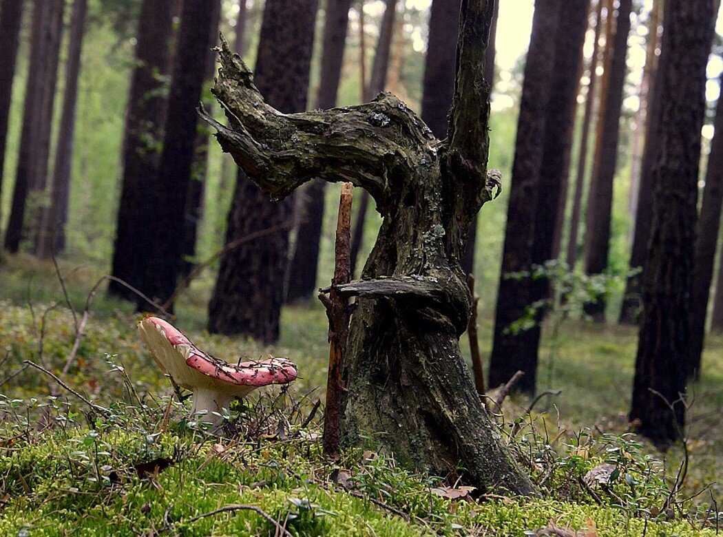 ..с Лесовичком... - Aleksandr Gal