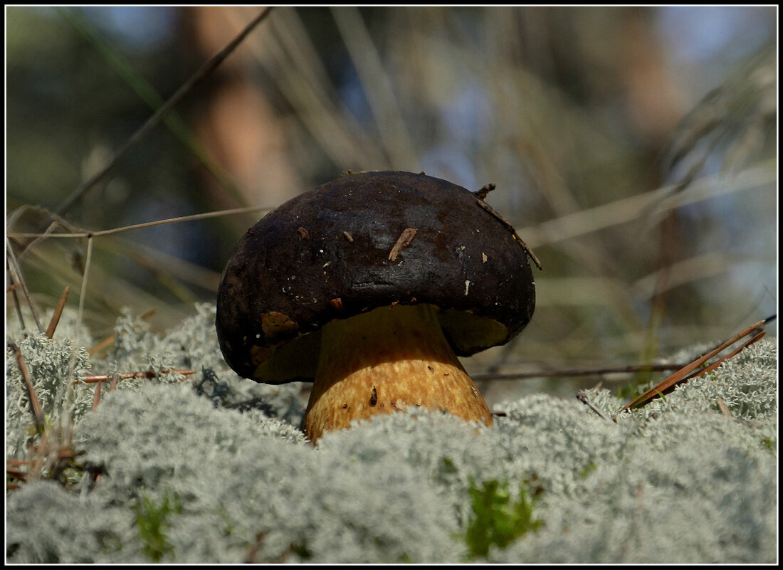Поддубник.. - Aleksandr Gal