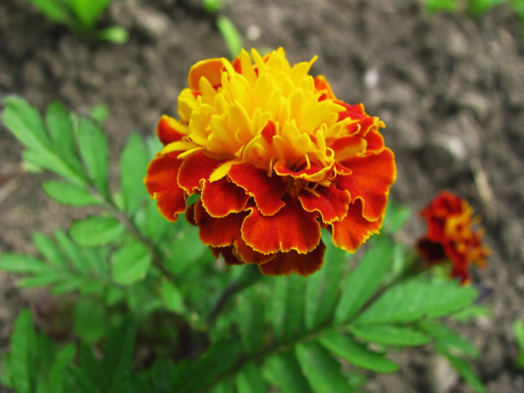 Красавчик - Людмила Смородинская Красавчик - Людмила Смородинская