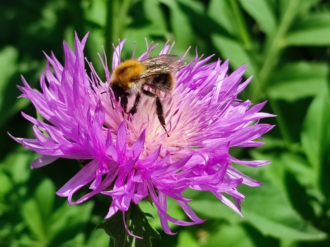 Лето - Валентина Богатко Лето - Валентина Богатко