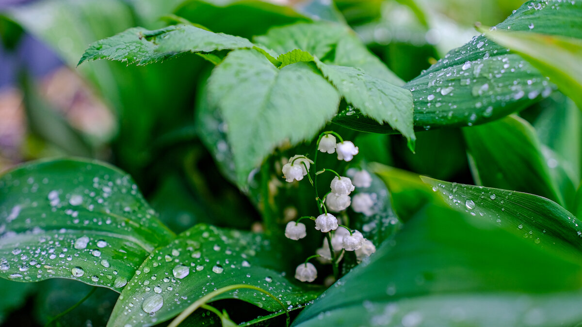 Ландыши - Dmitry i Mary S Ландыши - Dmitry i Mary S