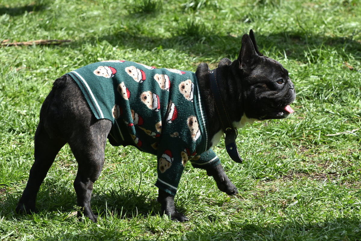 Москва. Парад французских бульдогов в усадьбе «Воронцово». - Наташа ***** Москва. Парад французских бульдогов в усадьбе «Воронцово». - Наташа *****