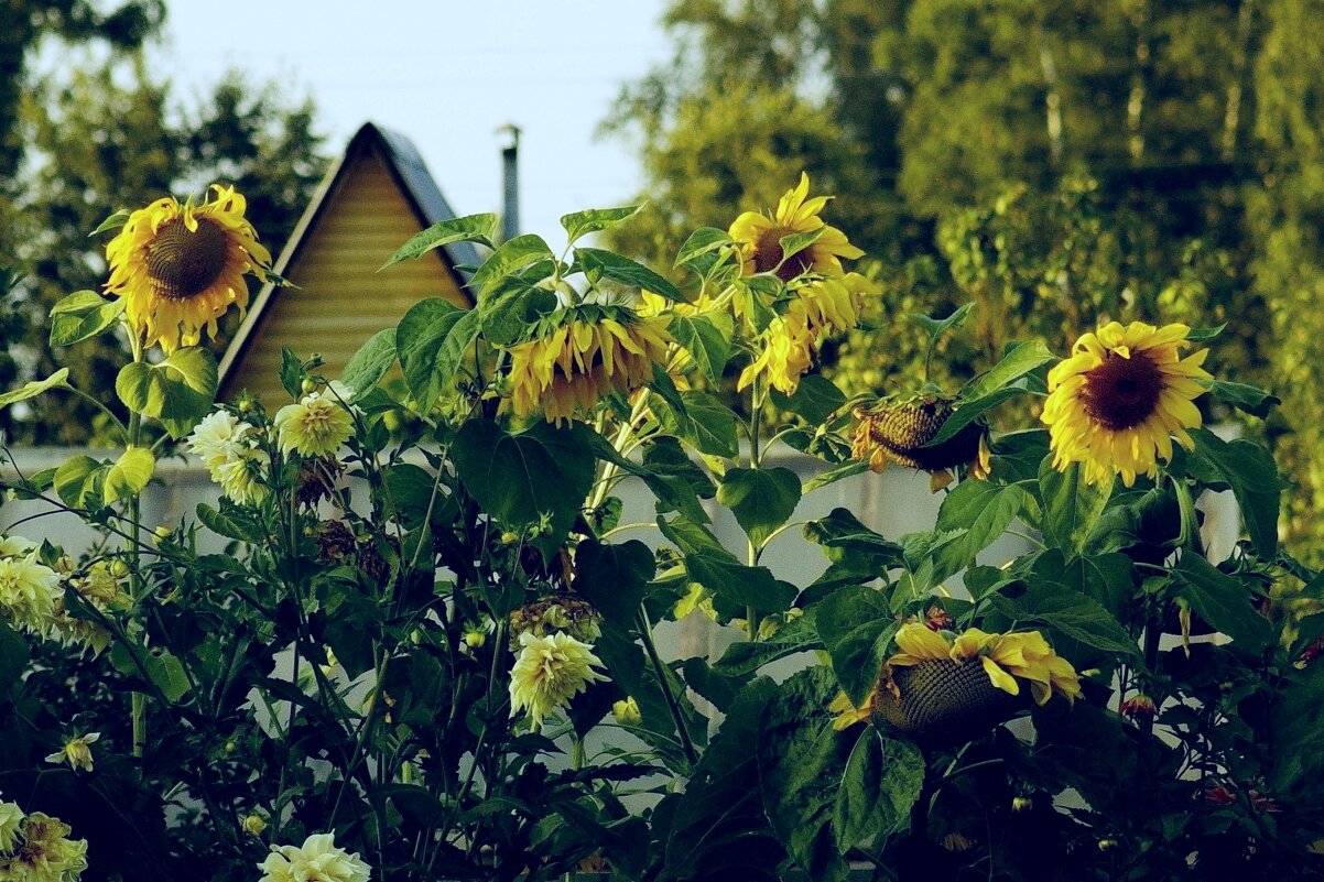Подсолнухи - Сергей Швечков