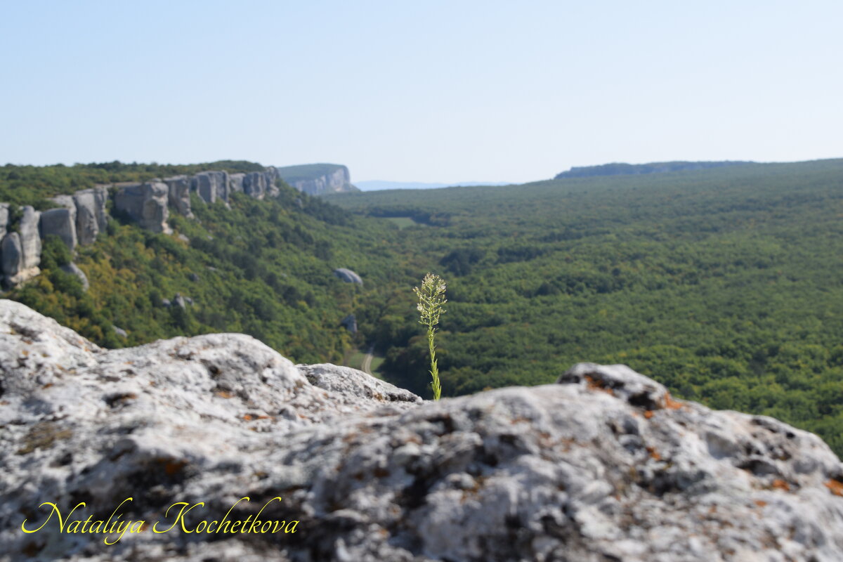 Природа Крыма - Amazing Cosmea Природа Крыма - Amazing Cosmea