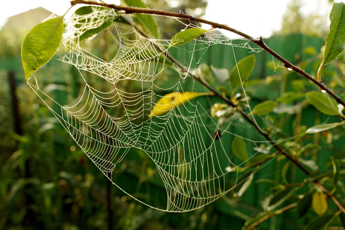 Узоры паутины - Сергей Швечков Узоры паутины - Сергей Швечков