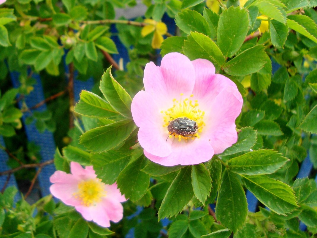 ласковый цветочек... - Галина Флора ласковый цветочек... - Галина Флора