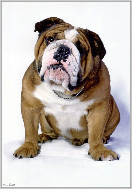 Портрет - Владимир Попов