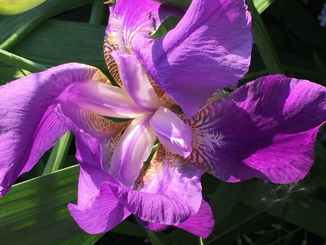 ФиоЛЕТОвое лето... - Владимир Павлов