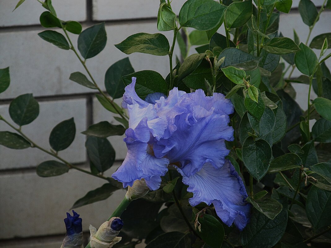 ирис - Елена Шаламова