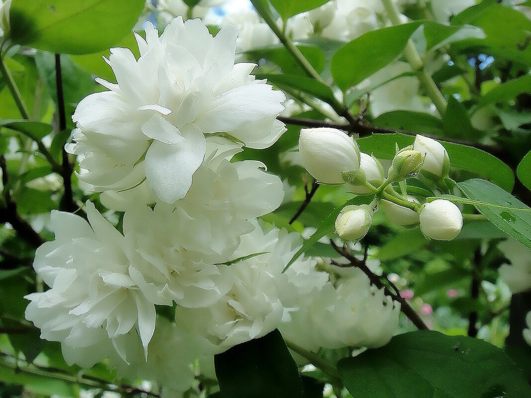 Жасмин - Ольга Довженко