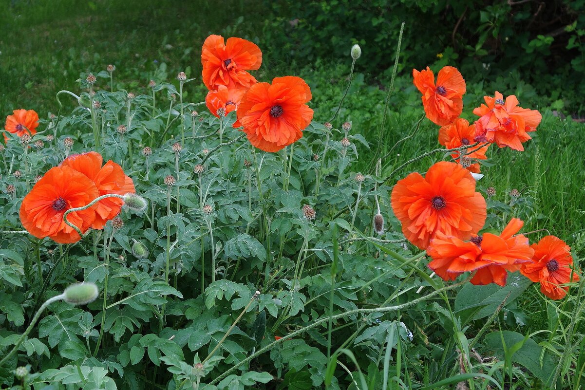 Маки, маки, красные маки... - Рита Симонова Маки, маки, красные маки... - Рита Симонова