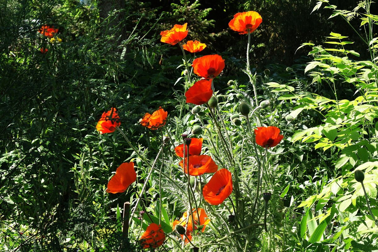 Маки, маки, красные маки... - Рита Симонова