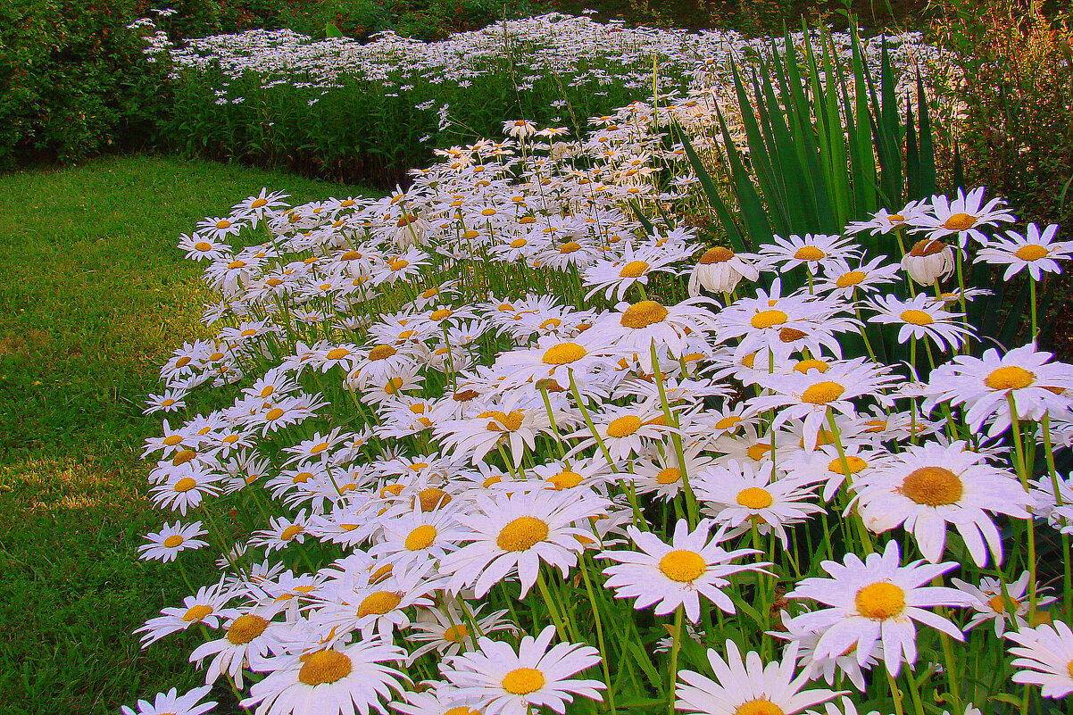 Приметы лета. Ромашковое настроение - Сергей М Приметы лета. Ромашковое настроение - Сергей М