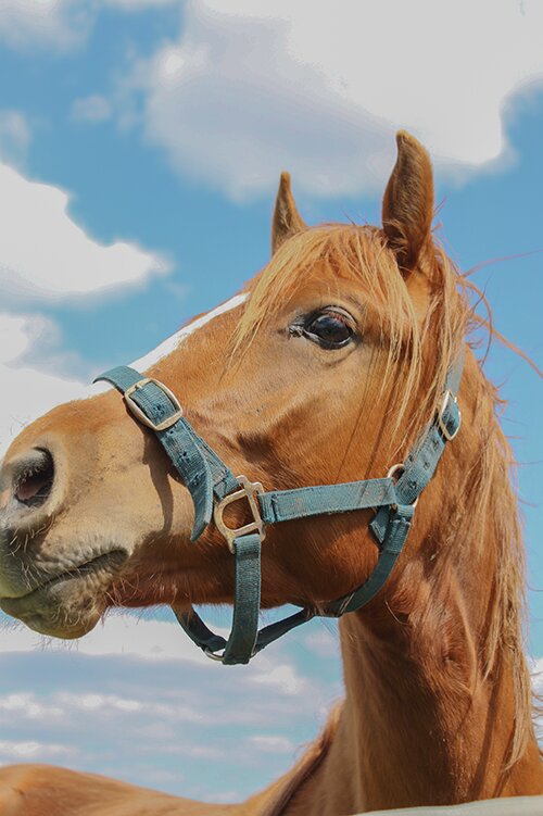 На конюшне - Мария Реброва