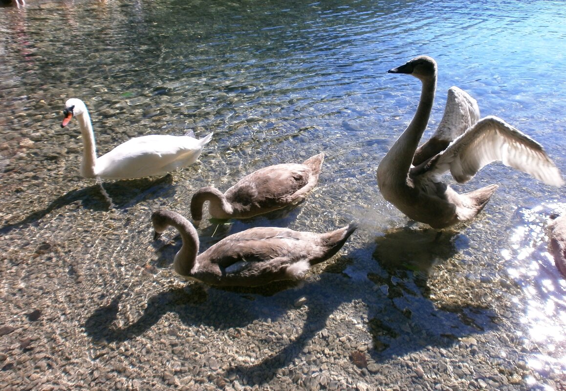 Лебеди - Алёна Савина Лебеди - Алёна Савина