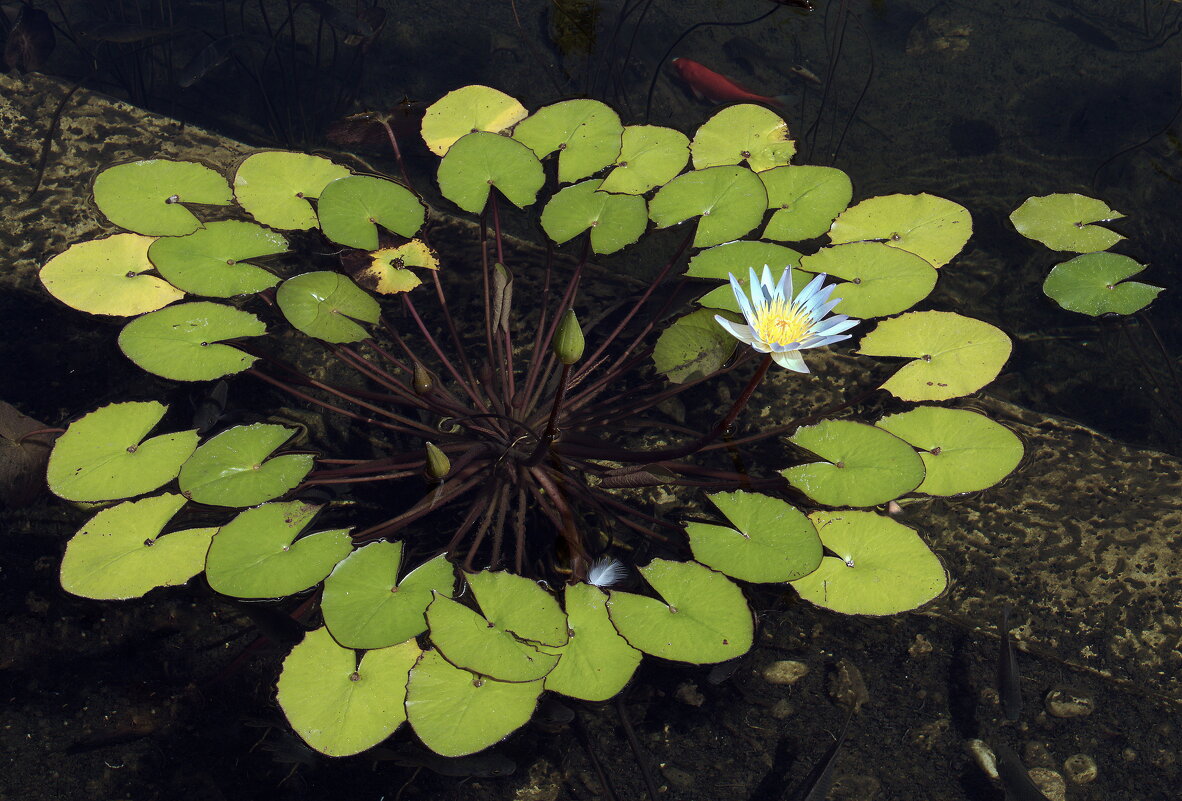 Лилия - Sergey Grim