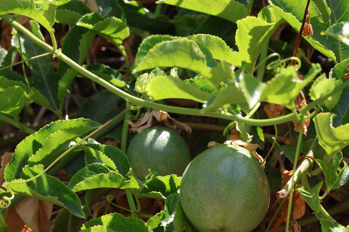 плоды пассифлоры - Аркадий Басович плоды пассифлоры - Аркадий Басович