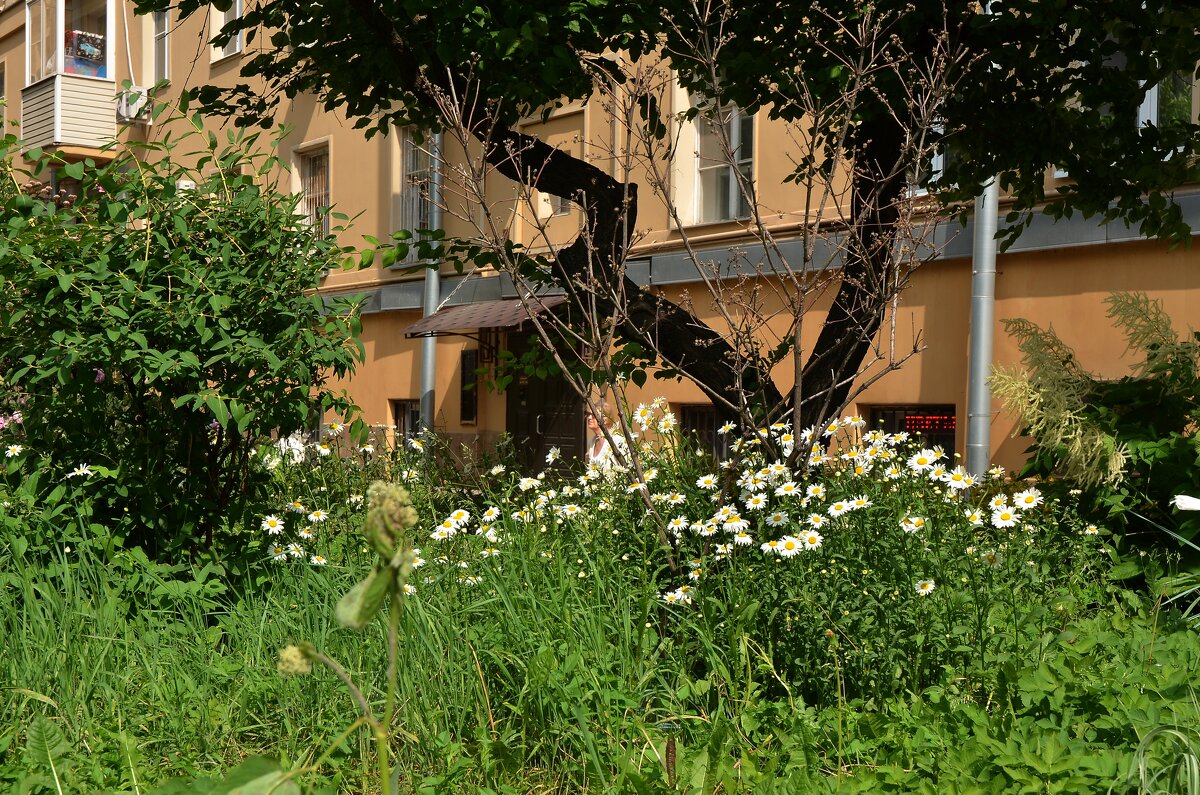 Лето в городе - Oleg4618 Шутченко