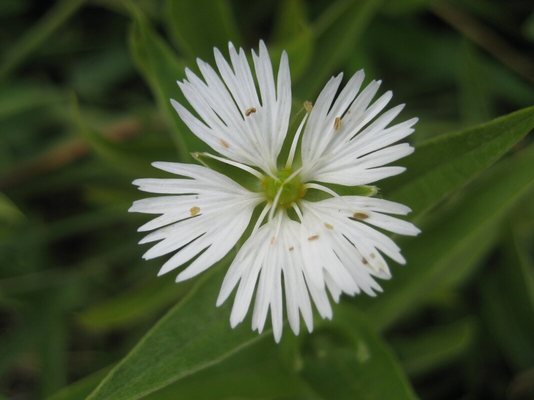 Бахромчатолепестник лучистый - Anna Ivanova