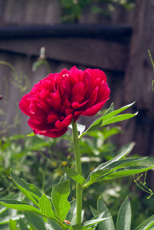 Пион волшебным образом всегда побеждает равнодушие к его красоте. - Анастасия Логинова Пион волшебным образом всегда побеждает равнодушие к его красоте. - Анастасия Логинова