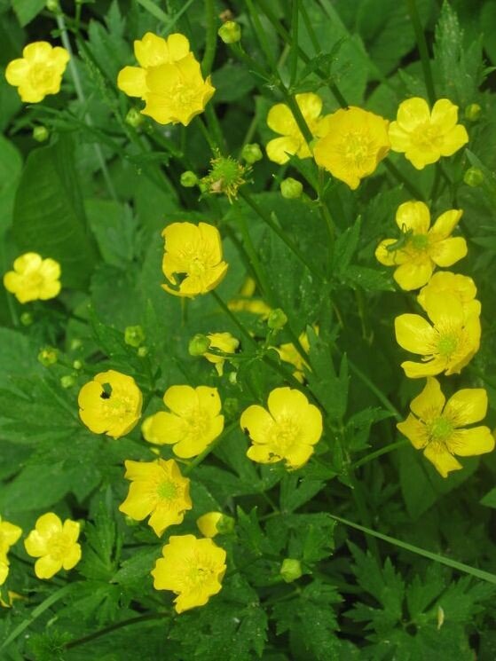 Лютики-цветочки у меня в садочке - Дмитрий Никитин Лютики-цветочки у меня в садочке - Дмитрий Никитин