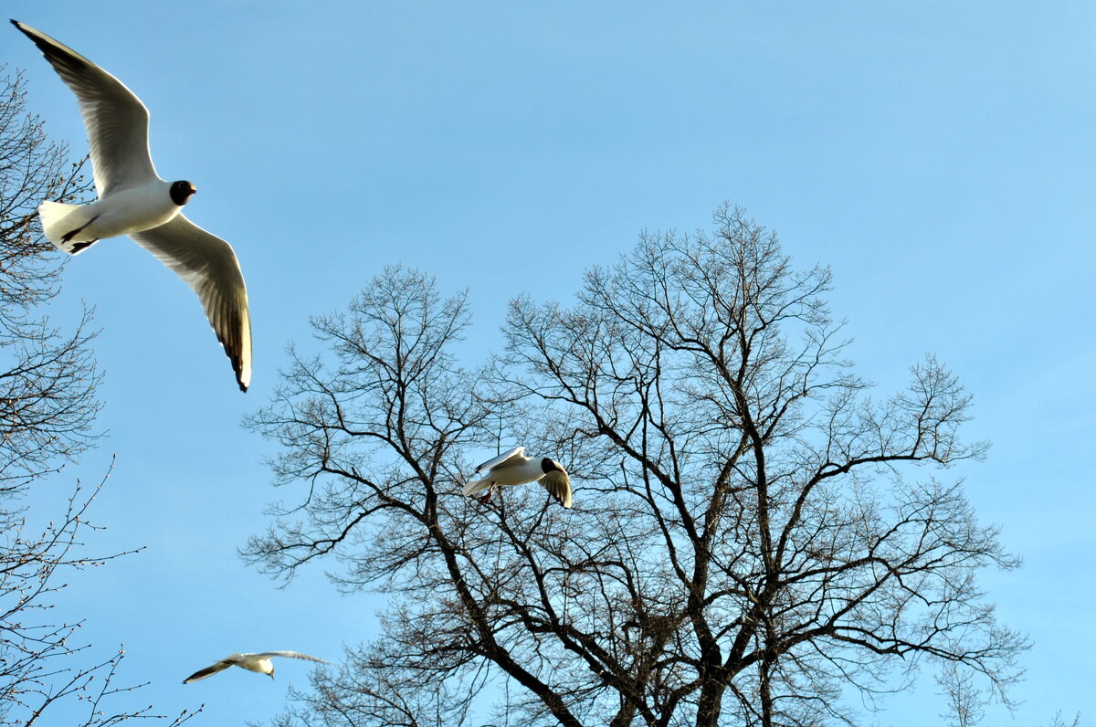 Чайки - AleksSPb Лесниченко Чайки - AleksSPb Лесниченко