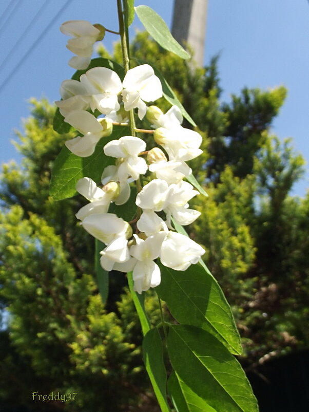 Гроздь душистая - Freddy 97