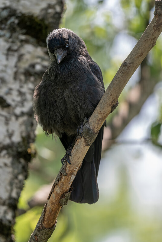 Галка - Павел Шинкарёв