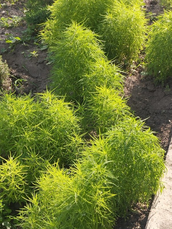 Talgar. - Murat Bukaev 